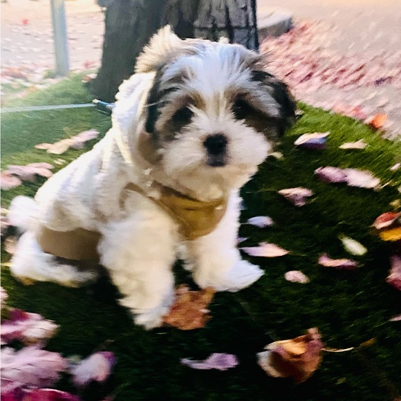 Berber Hooded Dog Sweater - Picture 4 of 4